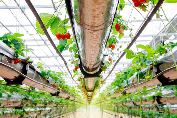 🥇 ▷ Hydroponic and aeroponic systems | products for cultivation