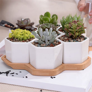 7 Pack White Ceramic Small Hexagonal Succulent Cactus Flower Plant Pot With Tray for Planter Pots Indoor | Hanging Plant | Default Title | The Brand Decò
