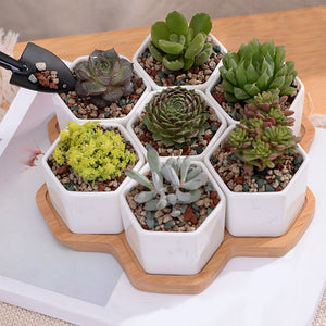 7 Pack White Ceramic Small Hexagonal Succulent Cactus Flower Plant Pot With Tray for Planter Pots Indoor | Hanging Plant | | The Brand Decò